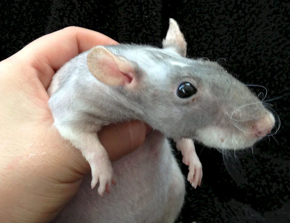 Dumbo Rasse Dumbo Satin