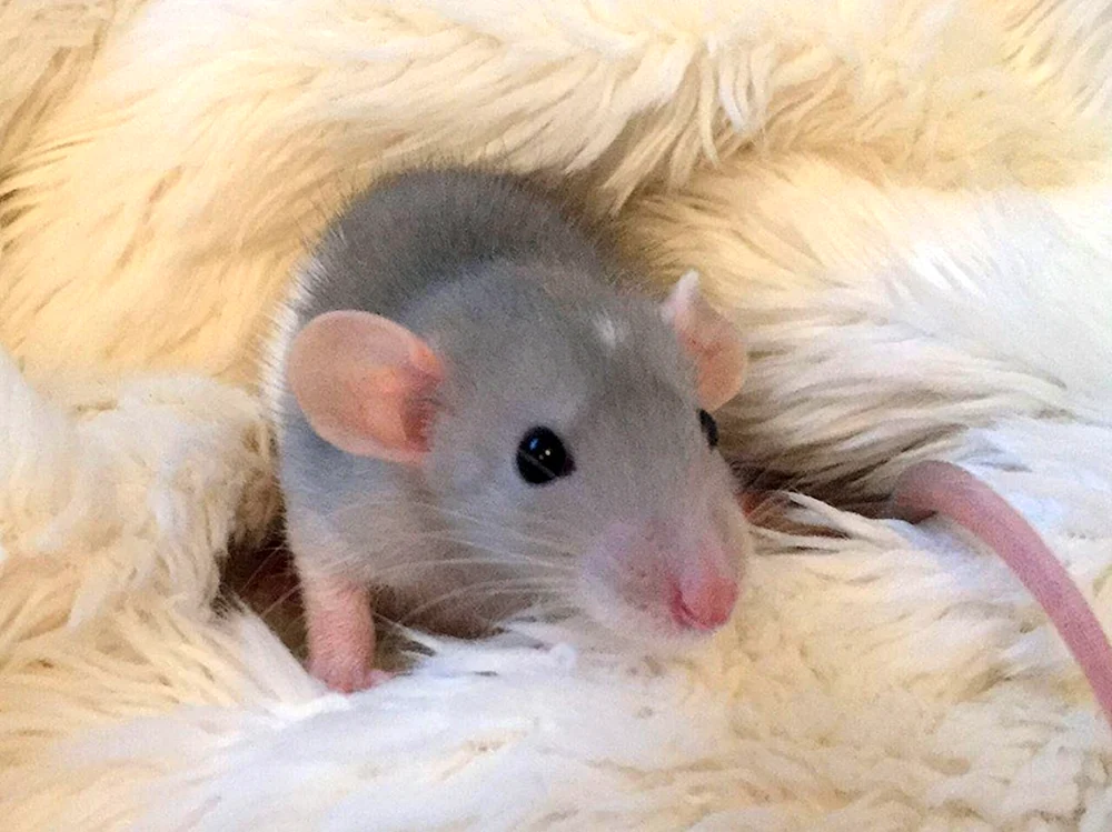 Dumbo Ratte agouti