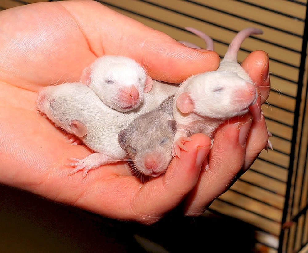 Neugeborene Dumbo-Ratten