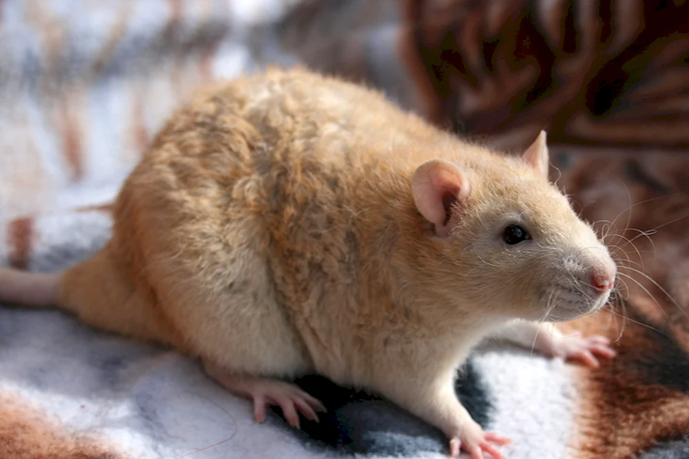 Flaumratte