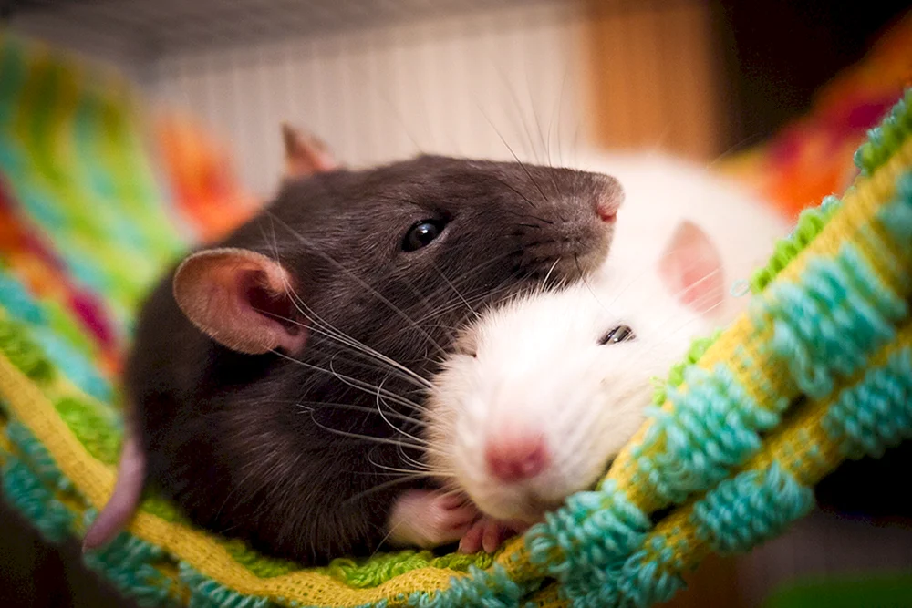 Weiße Maus