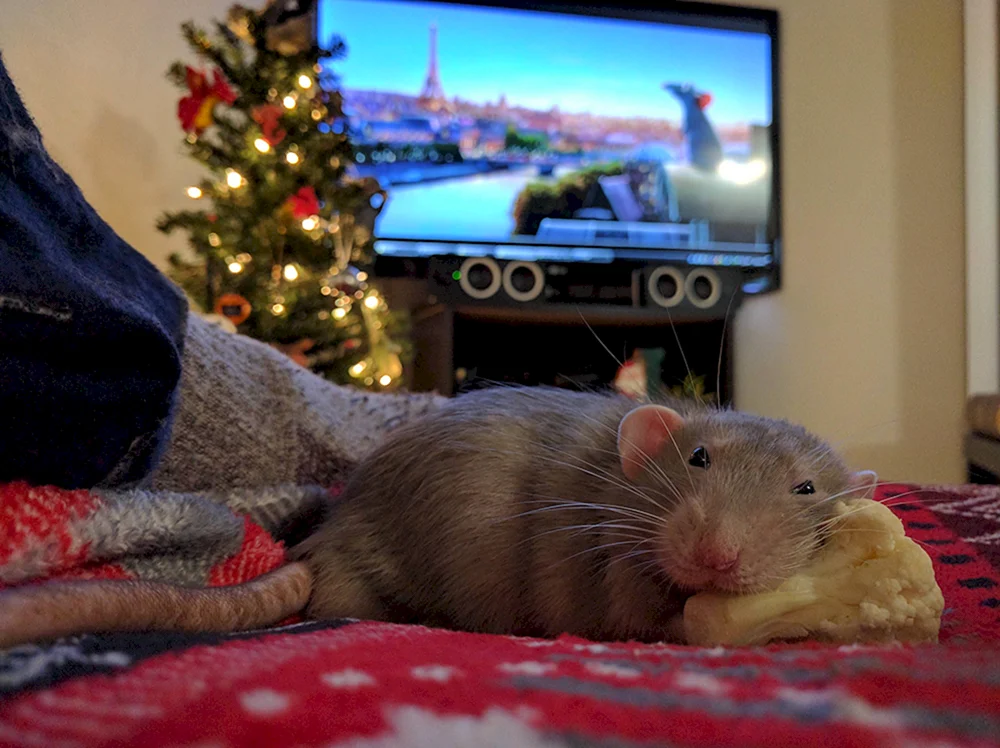 Ratten Haustier Ratten