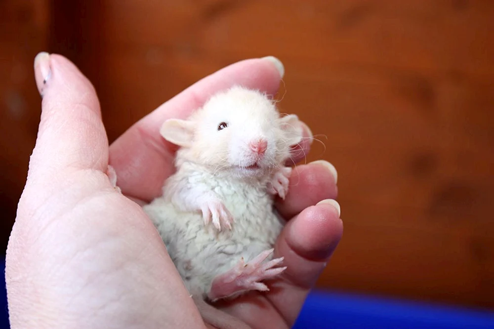 Dumbo Ratte