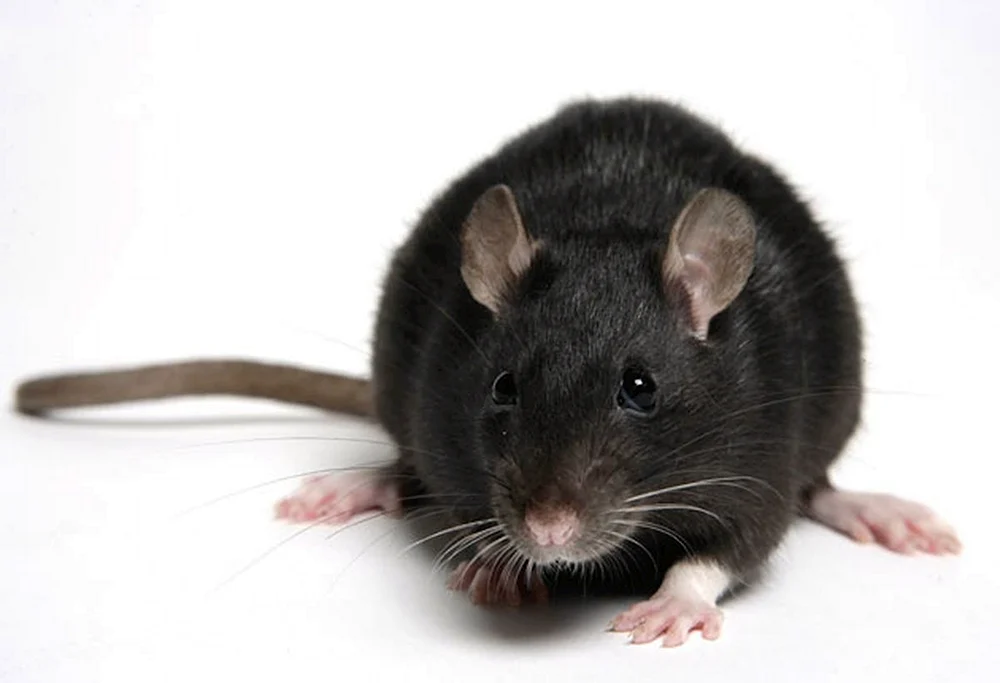 Rattus Rattus Rattus Rattus schwarze Ratte