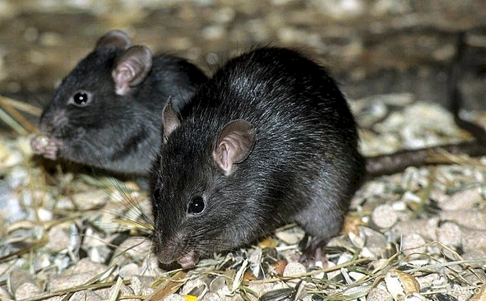 Rattus Rattus Rattus schwarze Ratte