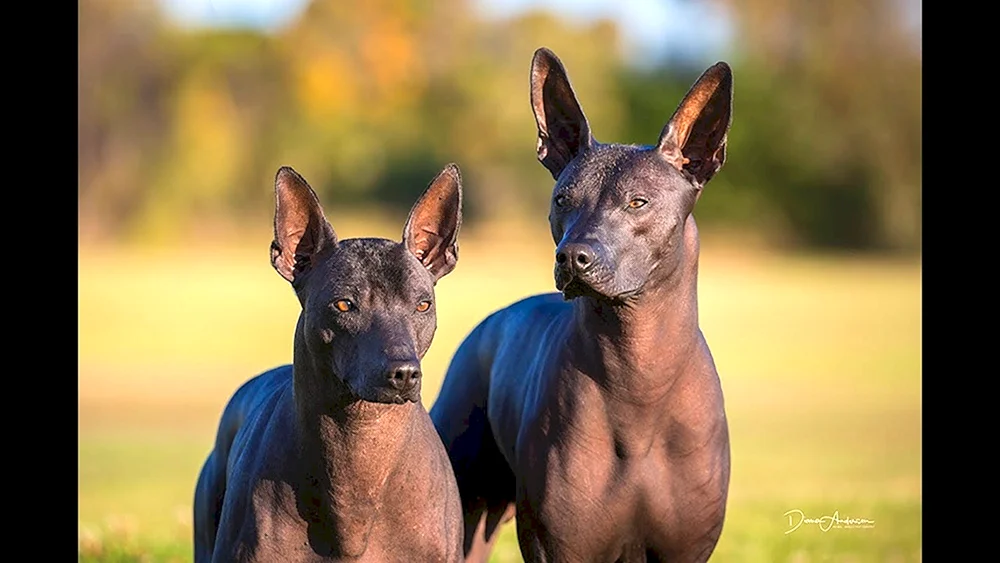 Xolo Mexikan. Crested