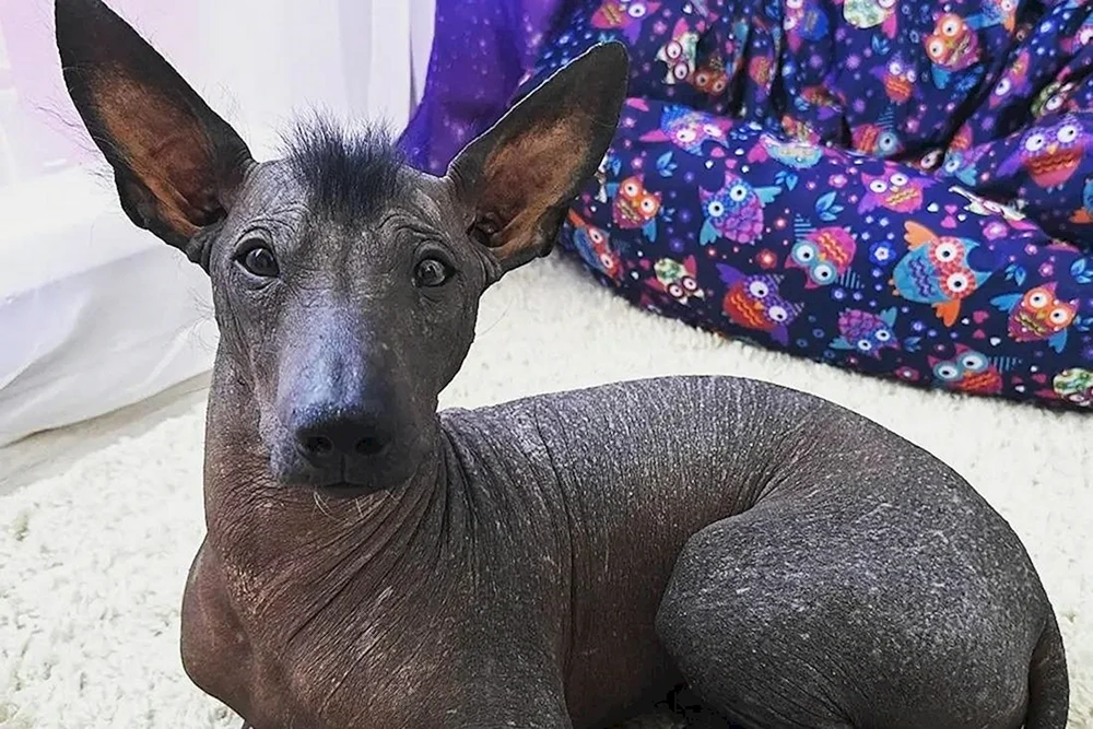 Xolo Mexican Crested