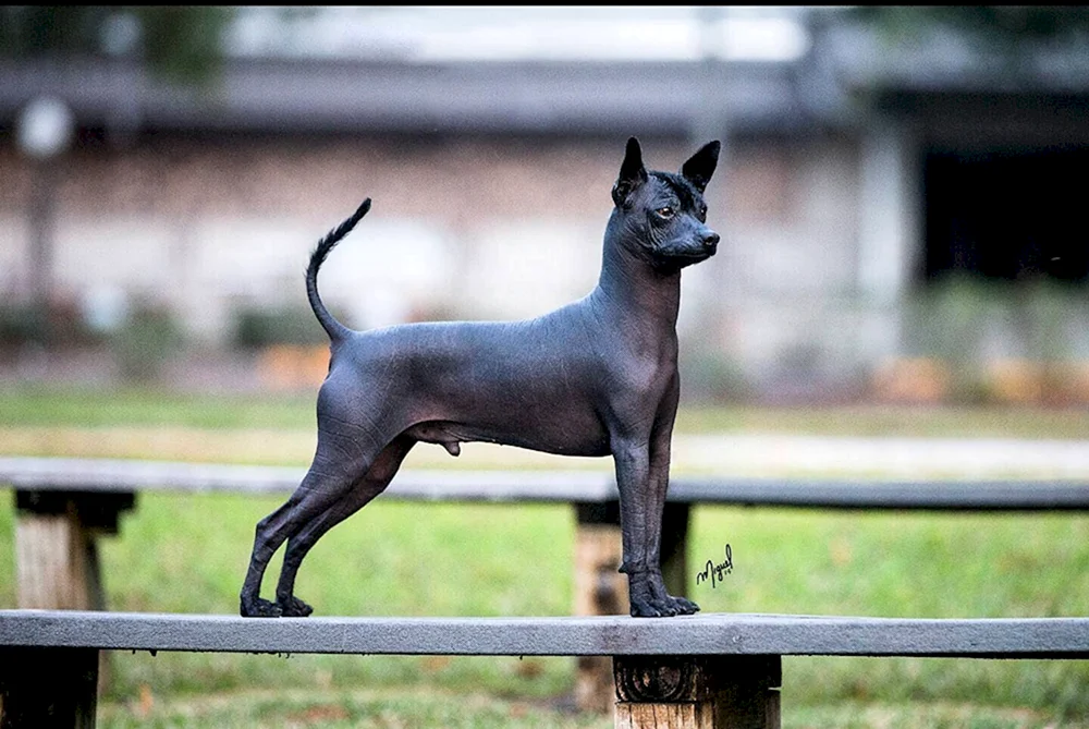 Xoloitzcuintli Anubis