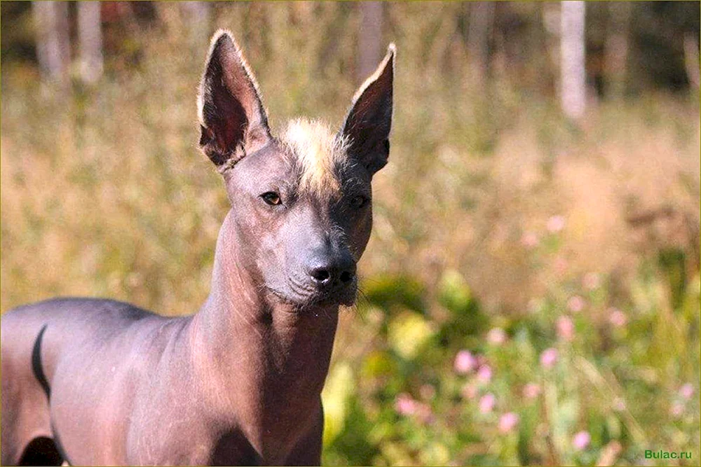 Xoloitzcuintli Anubis