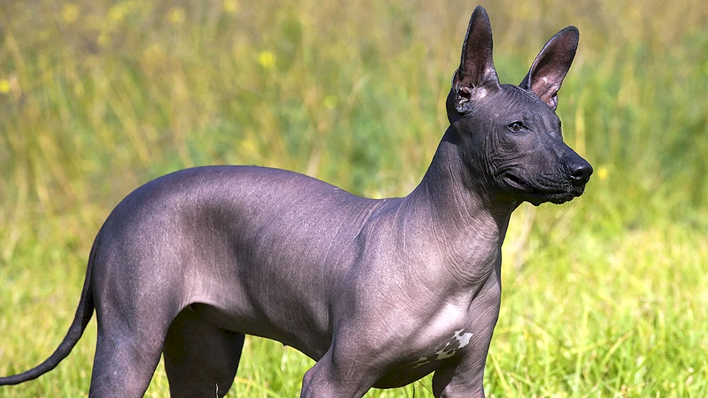 Xoloitzcuintli Anubis