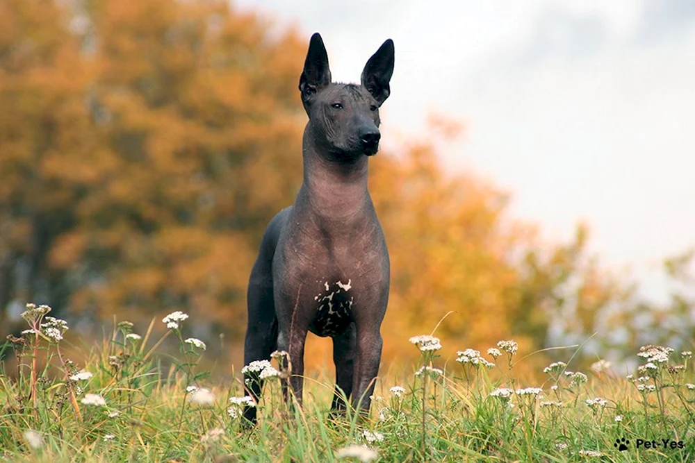 Xoloitzcuintli Anubis