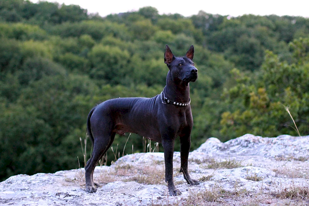 Xoloitzcuintli Anubis