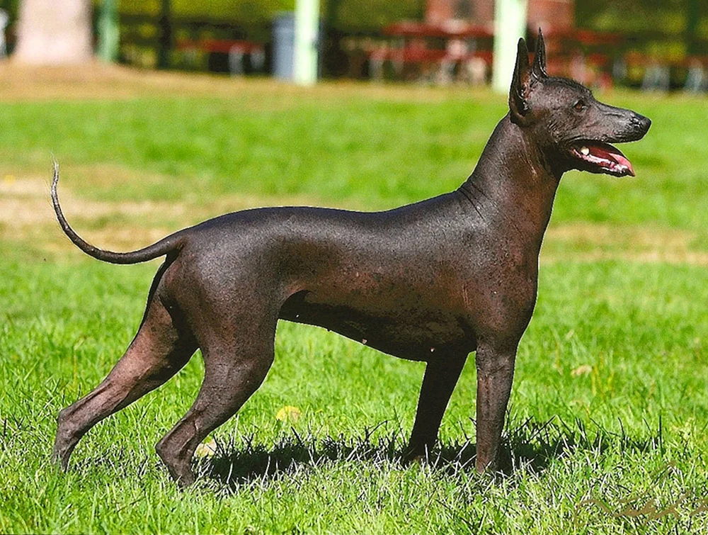 Xoloitzcuintli Anubis