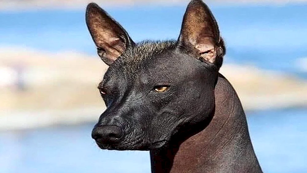 Mexikanischer Xoloitzcuintli Xoloitzcuintli Anubis