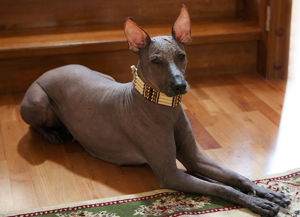 Anubis Xoloitzcuintli Hund
