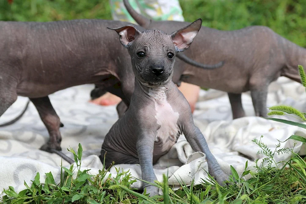 Mexican Xolo Hund