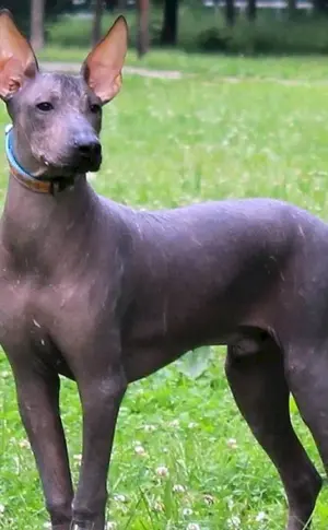 Xoloitzcuintli Xoloitzcuintli Anubis