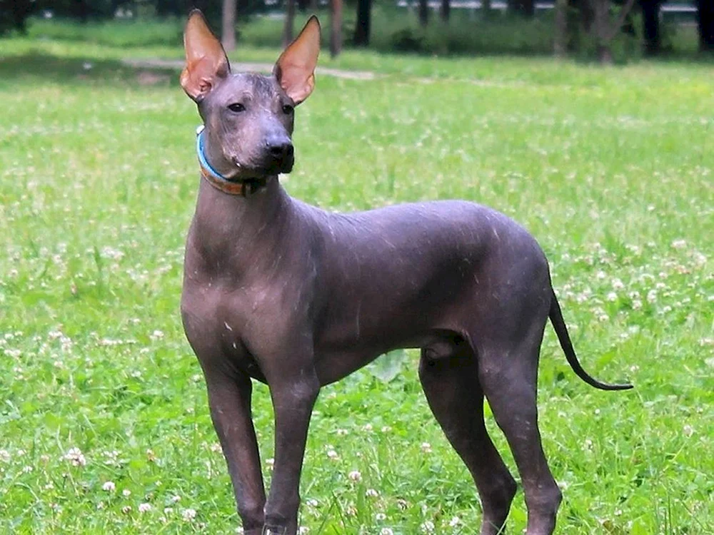 Xoloitzcuintli Xoloitzcuintli Anubis