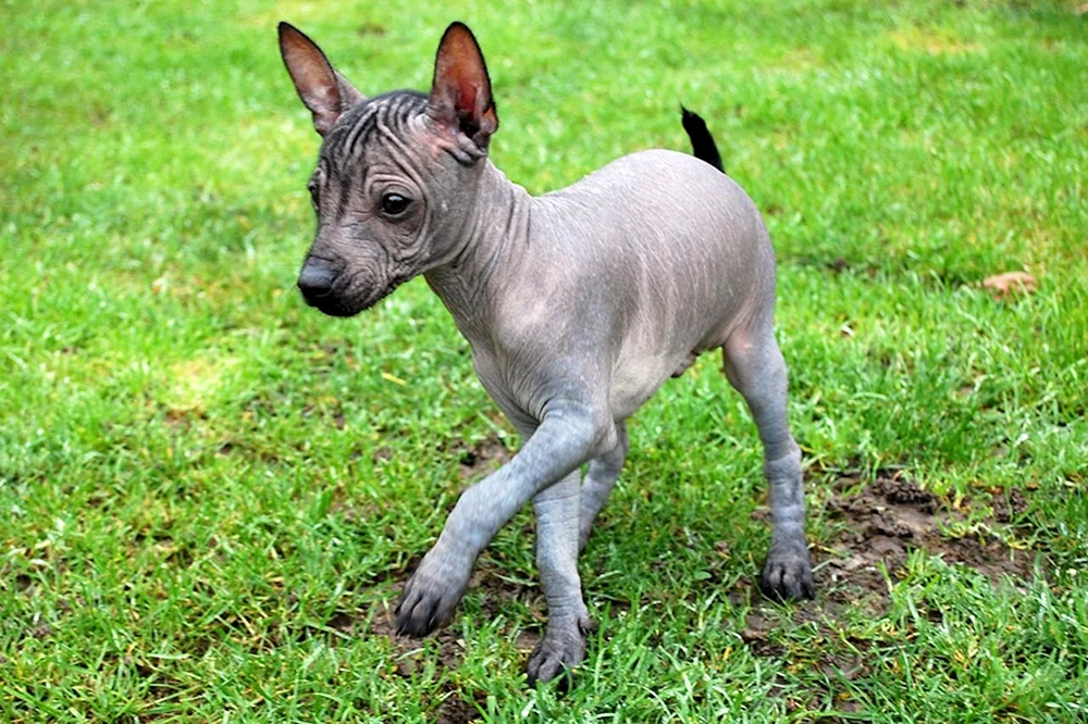 Xoloitzcuintli Rasse