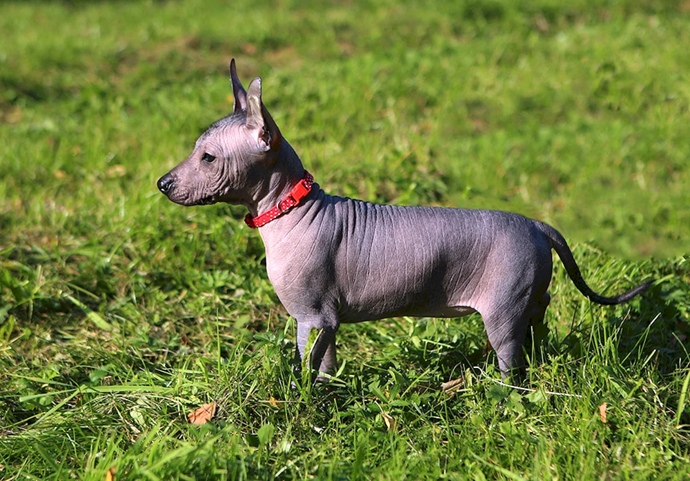 Xoloitzcuintli Hunderassen