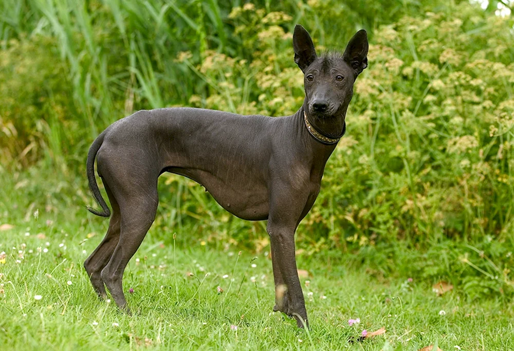 Xoloitzcuintli Anubis