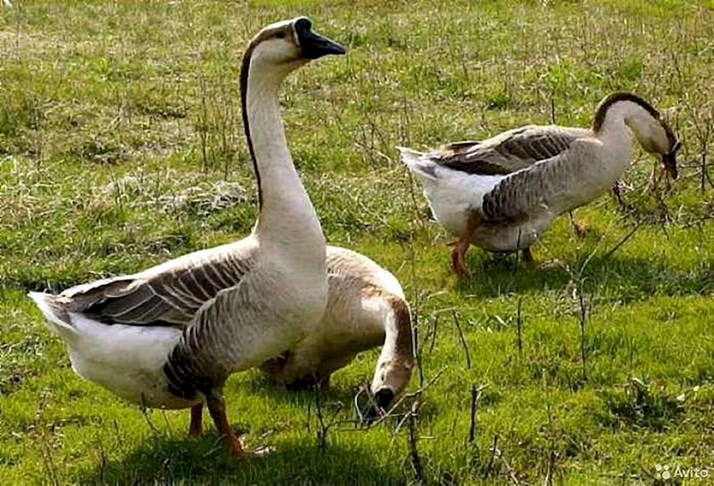 Kubanische Gänserasse