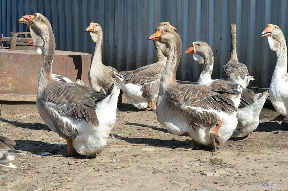 Kubanische Gänserasse Gänse