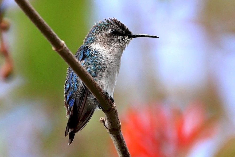 Kubanischer Kolibri