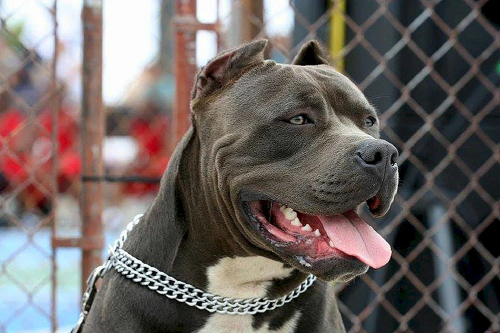 Cubanischer Pitbull Terrier