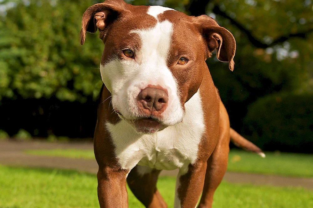 Cubanischer Staffordshire Terrier