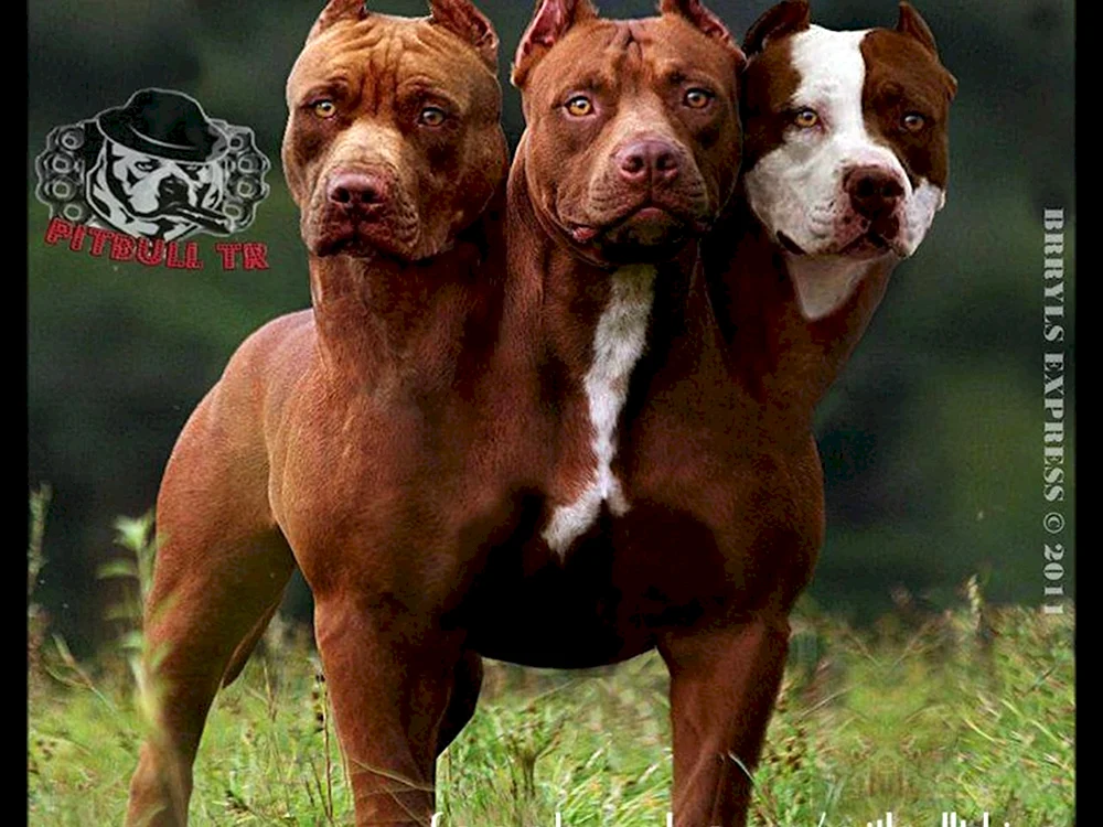 Staffordshire Terrier Amerikanischer Pit Bull Terrier Schwarz
