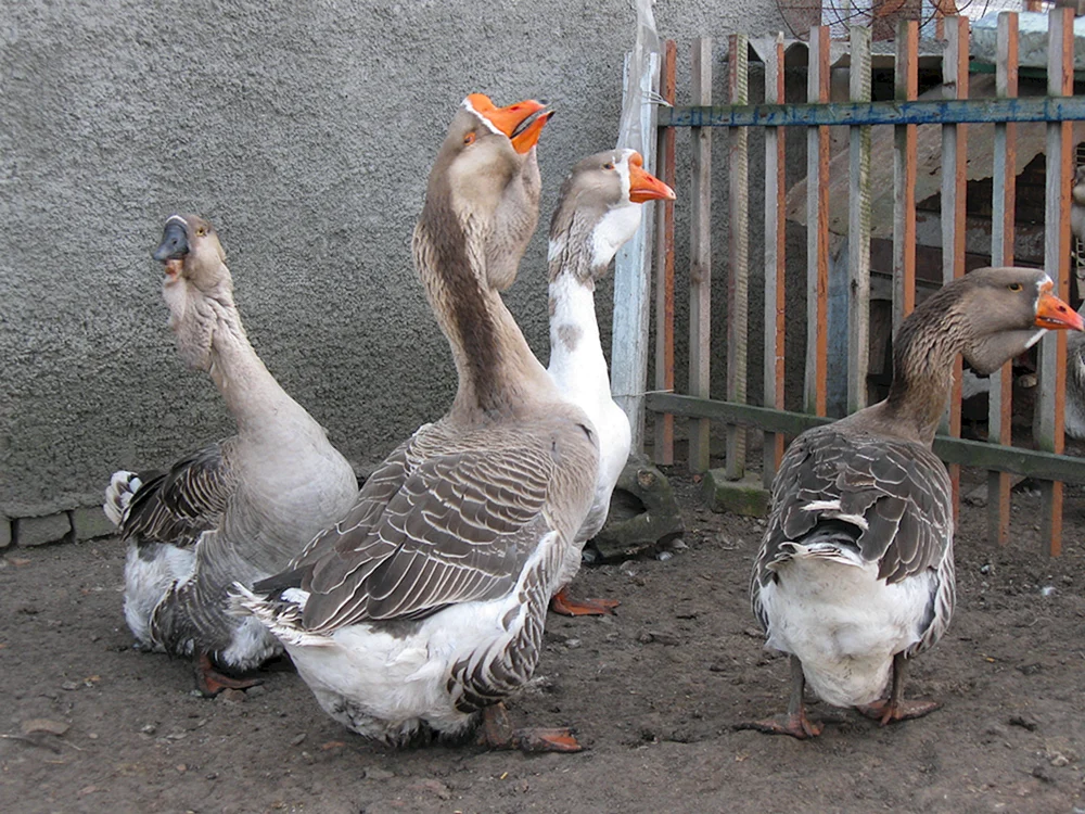 Kucherbaevsky Gänse