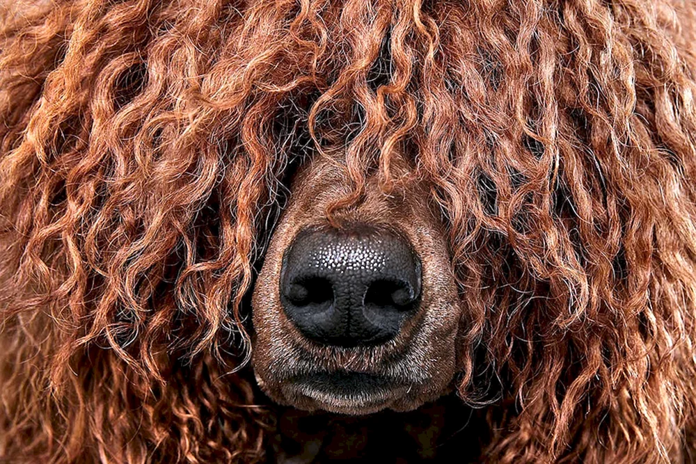 Cheeky Dog