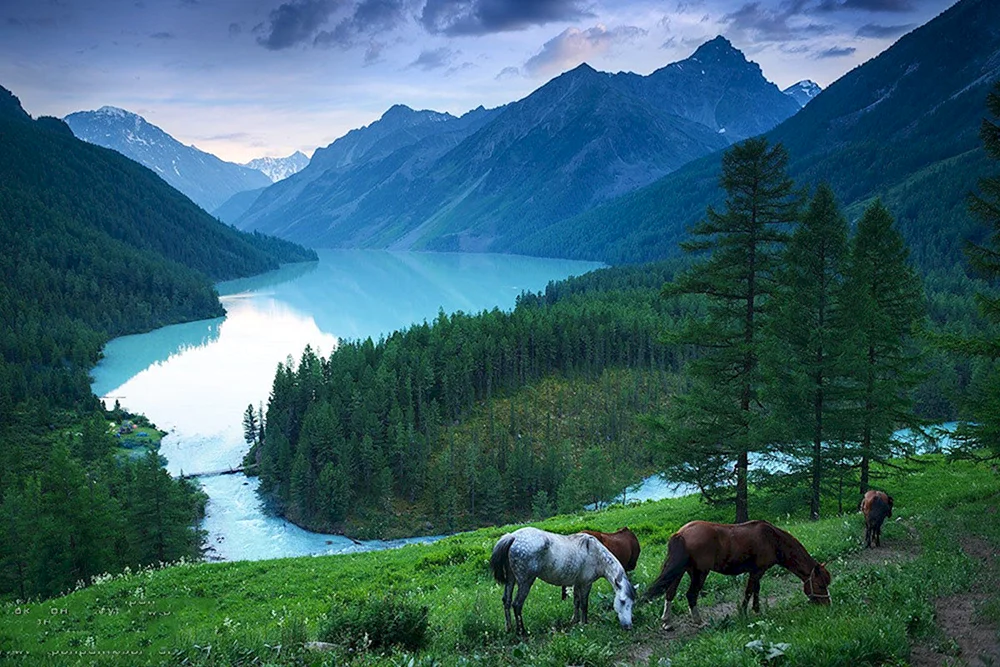Kucherlinskiye Seen Altai