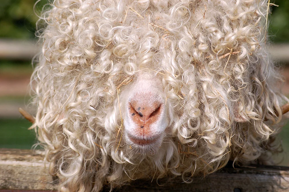 Afro-Locken Jasmine