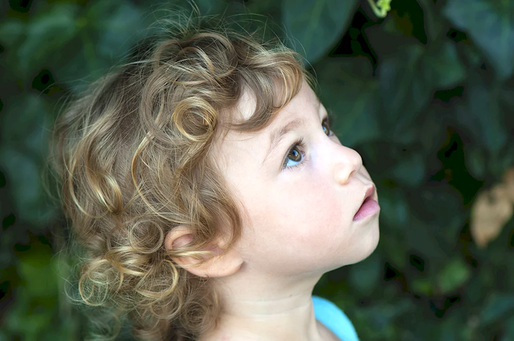 Jasper Curly