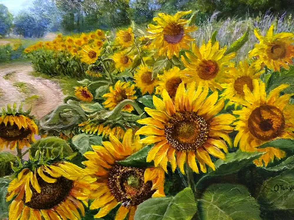 Quinji Sonnenblumen