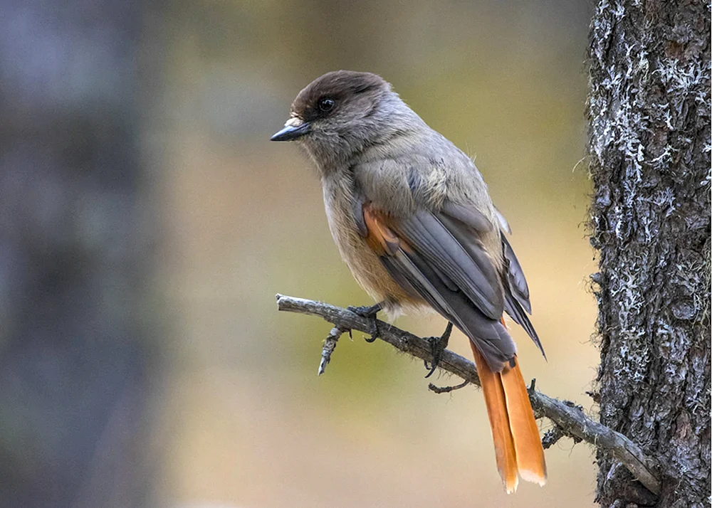 Kleinvögel des Altaigebirges