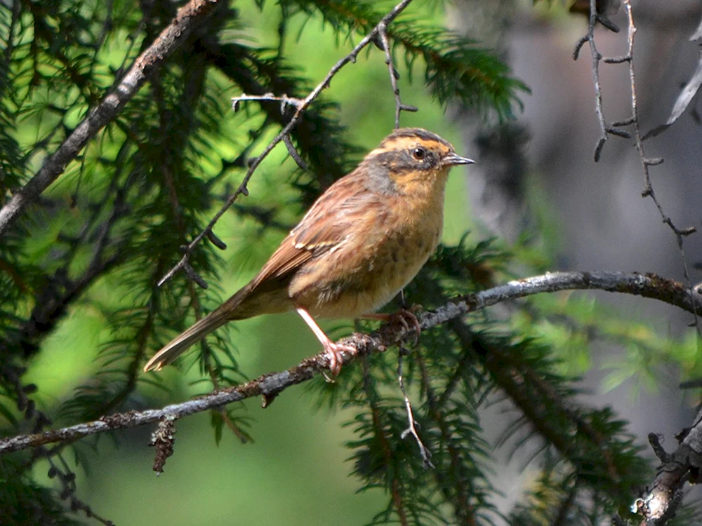 Fütternde Singvögel