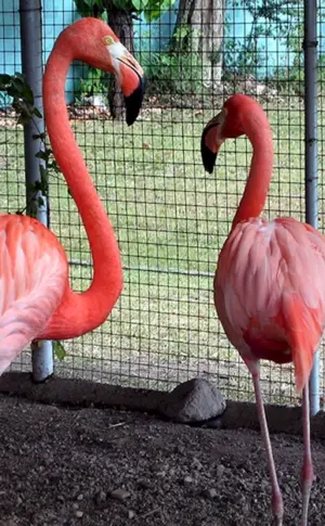 Kuckuck Rosa Flamingo