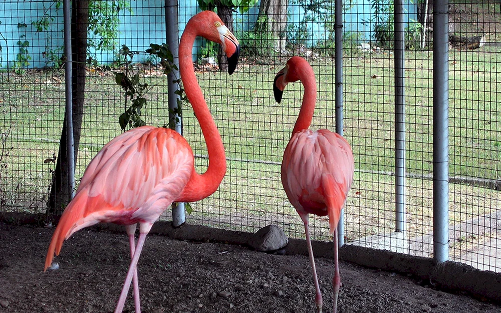 Kuckuck Rosa Flamingo