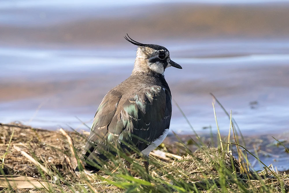Der kleine graue Vogel mit Haube