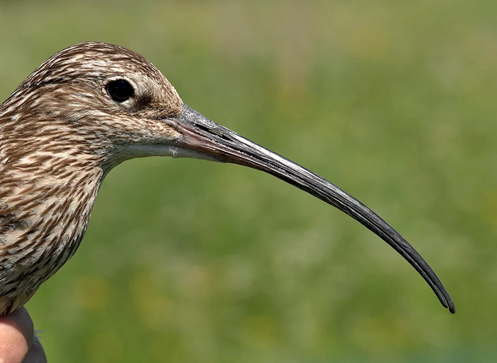 Wildschnepfe Waldschnepfe