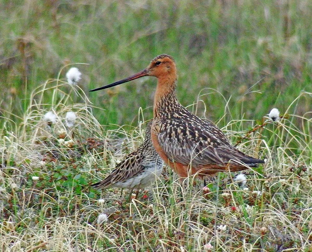 Polarschneehuhn in der Tundra