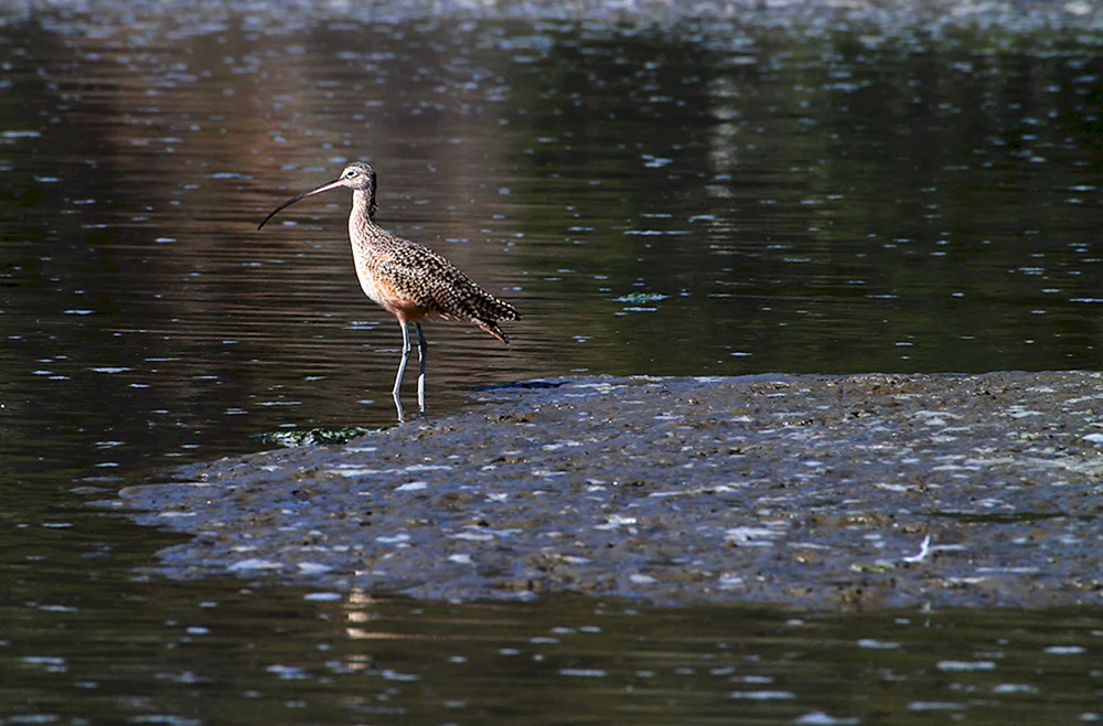 Sumpfmeisenvogel