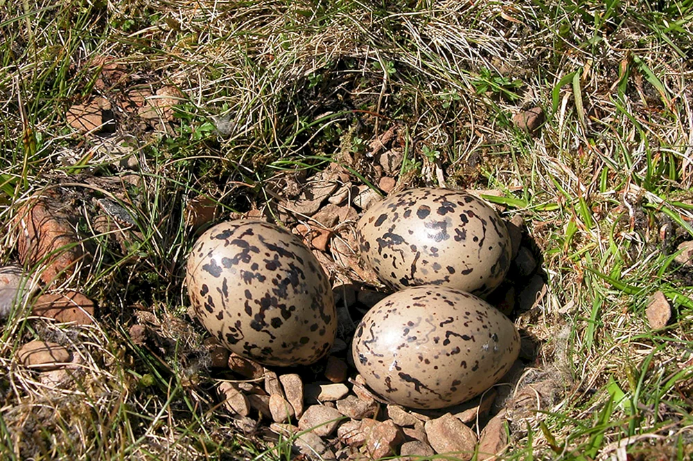 Schwarzkehlchen-Nest