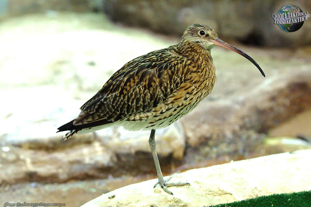 Langschnabelzaunkönig
