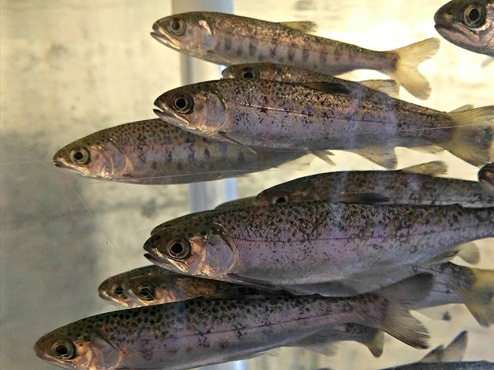 River trout malaek
