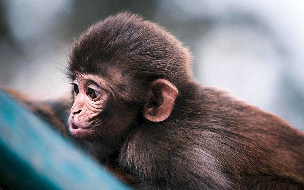 Affe