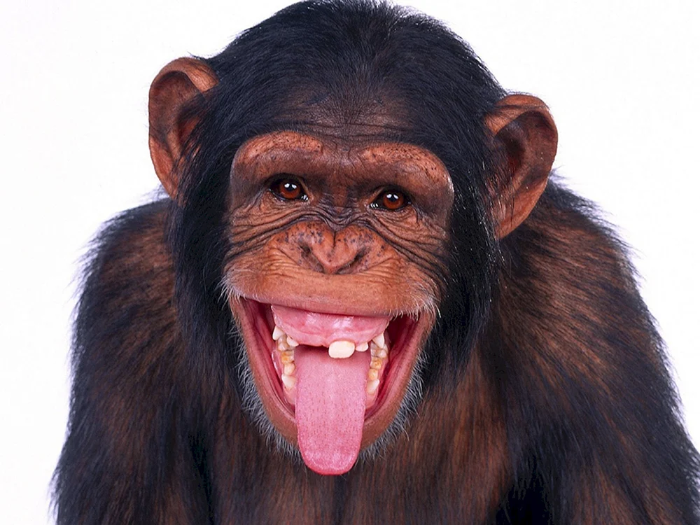 Lustige Tiere
